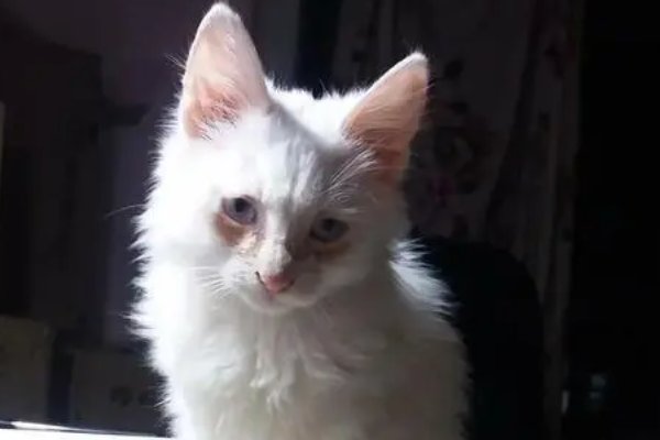 丢眉丢眼打一生肖