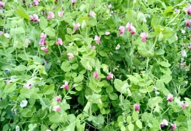 小豌豆有什么特点？