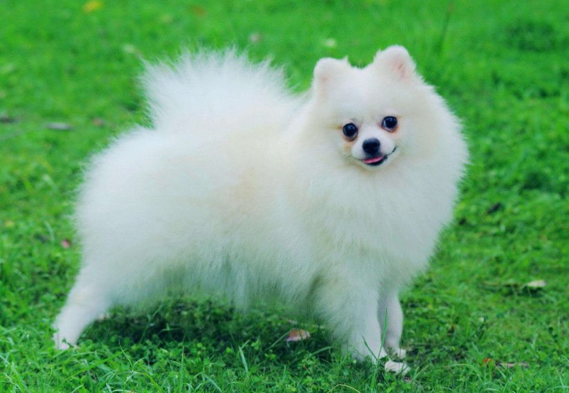 伫侯佳音什么生肖