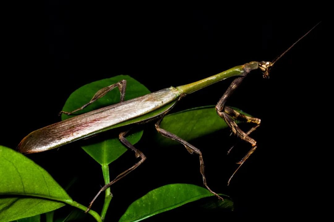怎样驯服一只螳螂