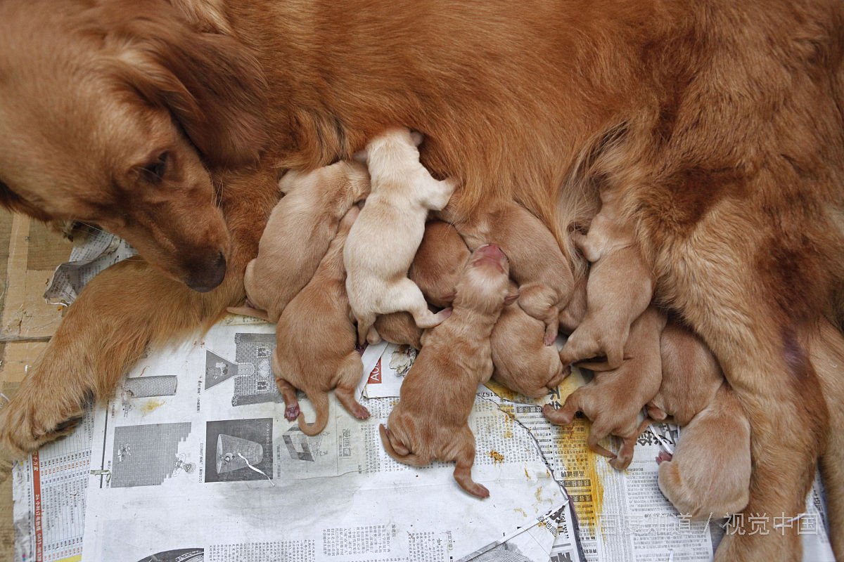 金毛每天需要陪伴多久，遛狗多长时间合适？