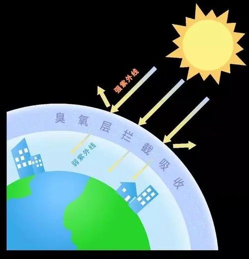 shields是什么意思