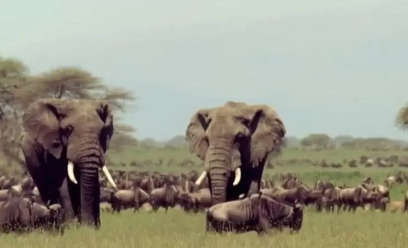 国际珍稀动物保护日是哪一天？设立此节日的目的是什么？