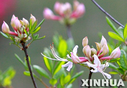 紫花杜鹃的形态特征