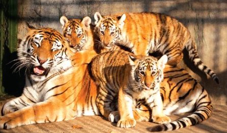 繁衍和繁殖的意思？