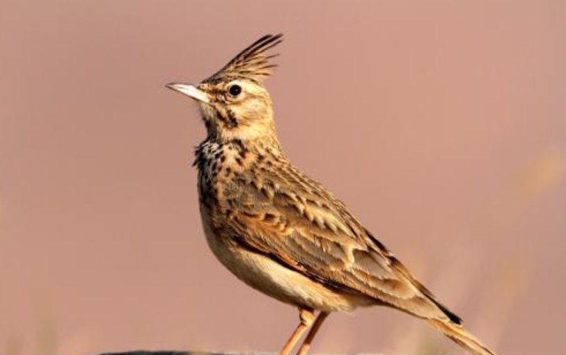 无杂音百灵鸟十三口是什么意思？
