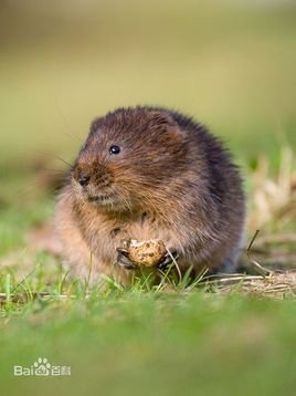 根田鼠的外形特征