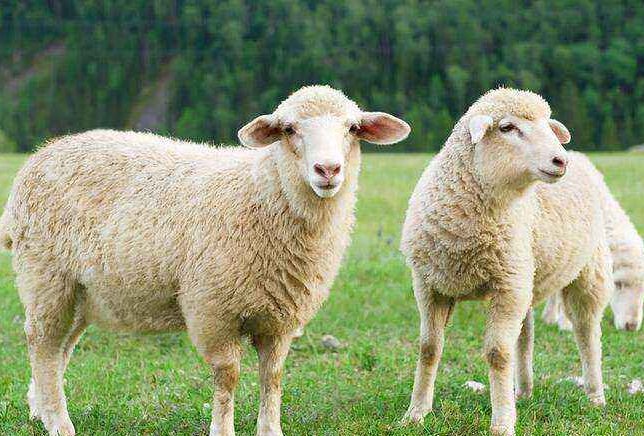 sheep是什么意思