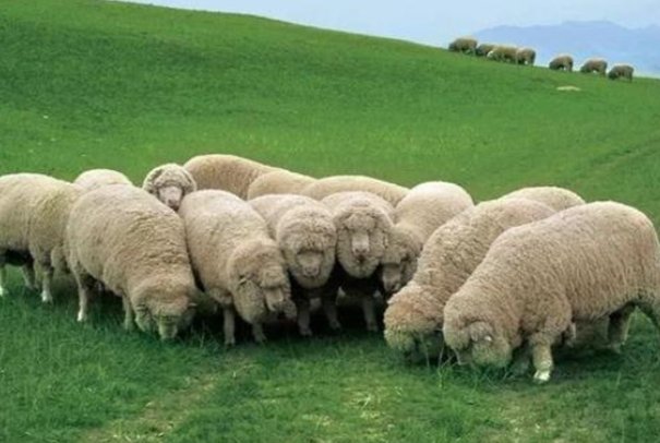 盛莛必散打一生肖