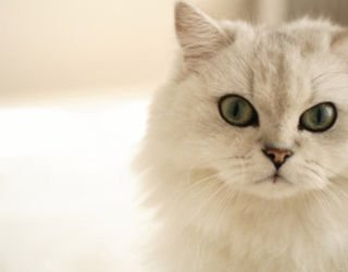 篱笆女的择偶标准