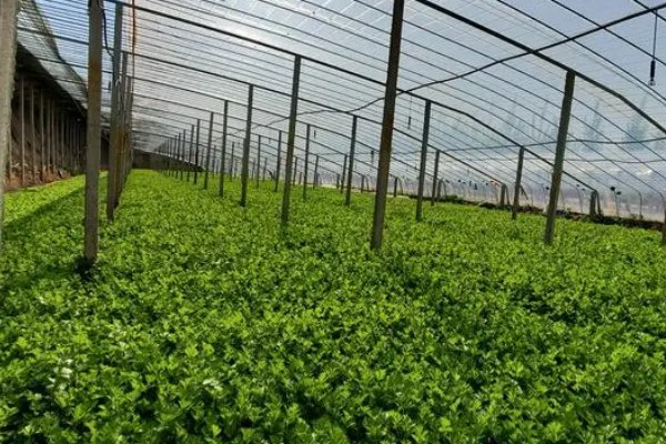 家庭办厂致富项目