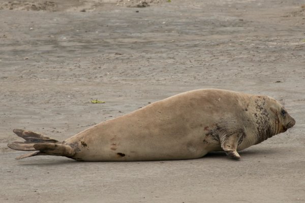 南极有哪十种动物？