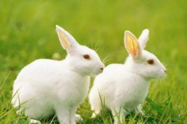 誓无二心打一生肖动物