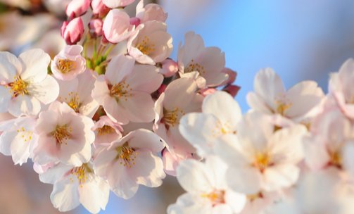 乳未增删樱花带翻译