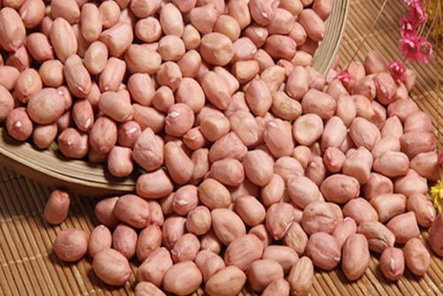 木兰之子(打一植物)