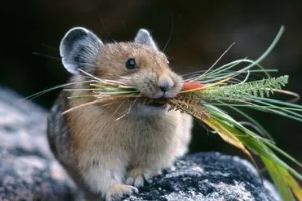 钻冰求火是什么生肖