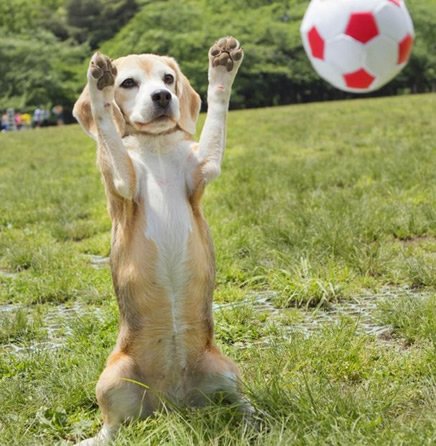 江苏汽车贴膜店内的狗子学会新技能，狗狗的模仿能力究竟有多强？