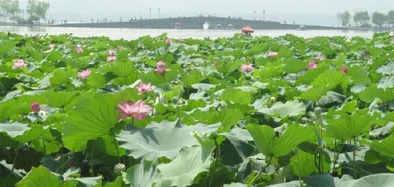 接天莲叶无穷碧的上一句是什么？