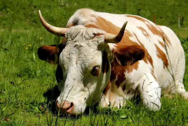 黑牛白角打一生肖谜底