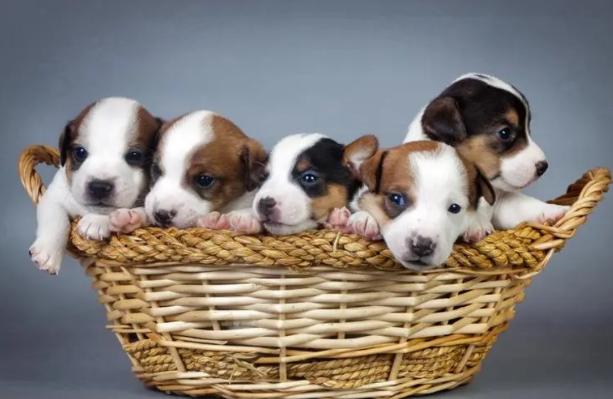 伫侯佳音什么生肖