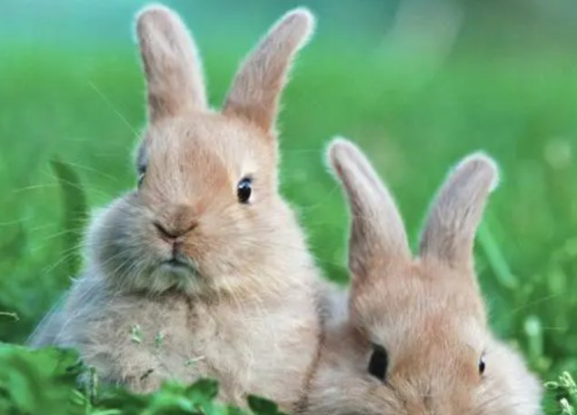 三缄其口打一生肖