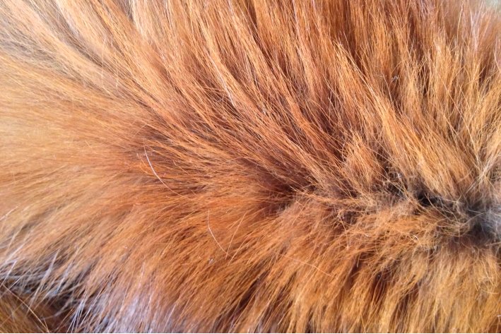 猜一猜毛病一词中的毛指的是