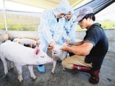 为防控瘟疫，山西洪灾幸存的猪坚强被扑杀，是否有必要这么做？