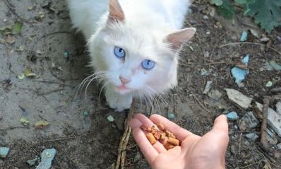 走丢十天的失聪白猫被找回,主人是如何找到它的