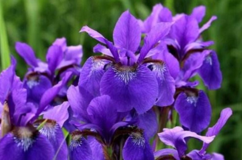 代表神明的花朵有哪些？