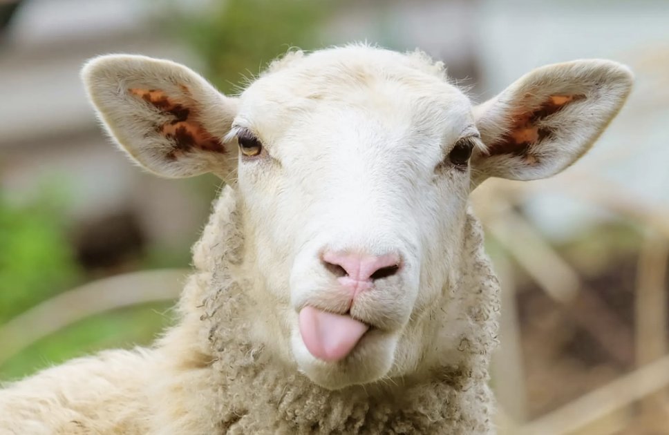 羊拼音怎么拼写