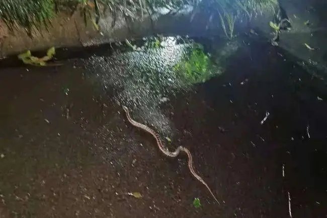 重庆暴雨袭城：大蛇被冲到马路，暴雨给市民造成了哪些影响？