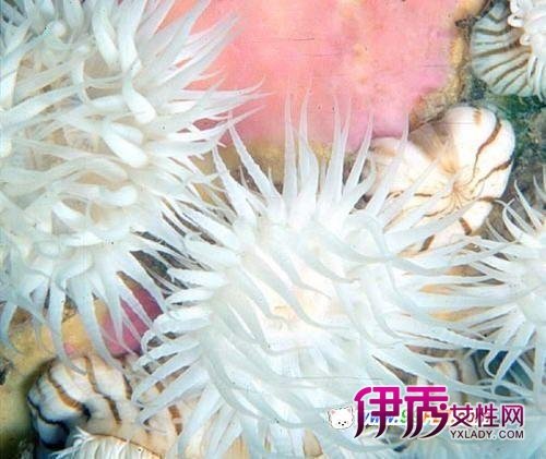 珊瑚虫QQ的事件背景