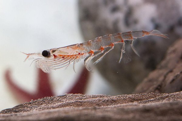 南极有哪十种动物？