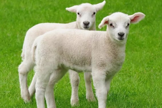 揭干四起打一个生肖