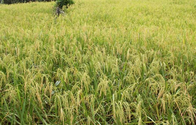 大溪文化的居民以什么作农业为主