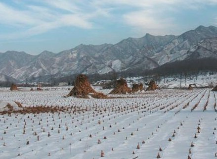 瑞雪兆丰年的下一句？