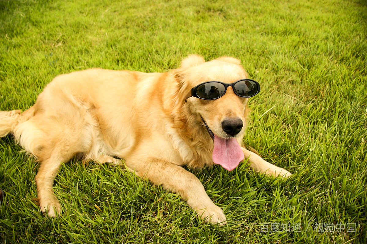 金毛每天需要陪伴多久，遛狗多长时间合适？