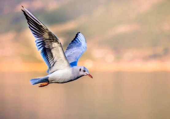 小鸡宝宝考考你:现存的鸟类没有以下哪种器官?