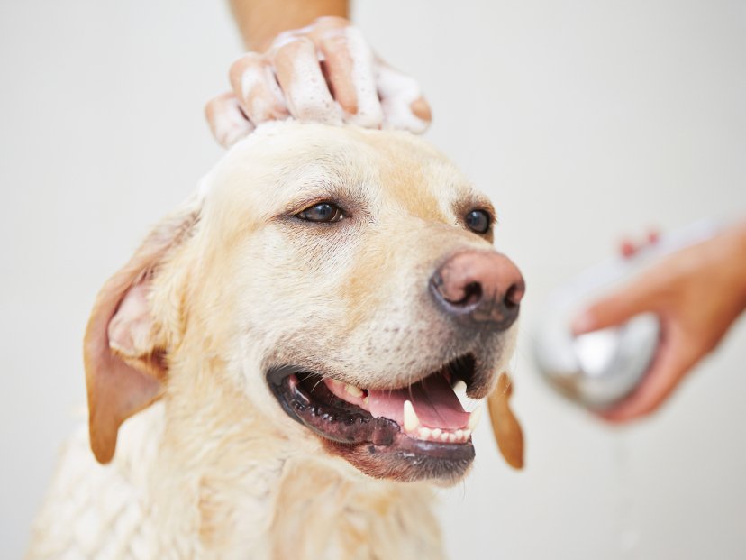 江苏一疯狗接连咬伤21人尚未落网,遭遇疯狗应如何自保?