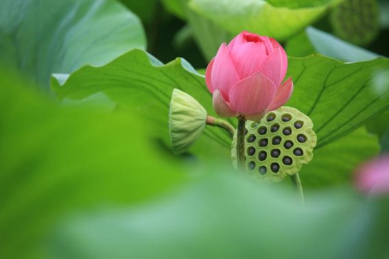 莲的组词和拼音