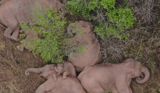 无人机拍下了象群“抱团取暖”的画面，我们为什么会关注暴走的“大象”？