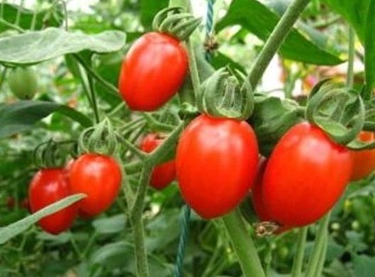 沈阳阳性圣女果已致11人感染,这批阳性圣女果是从哪儿来的?