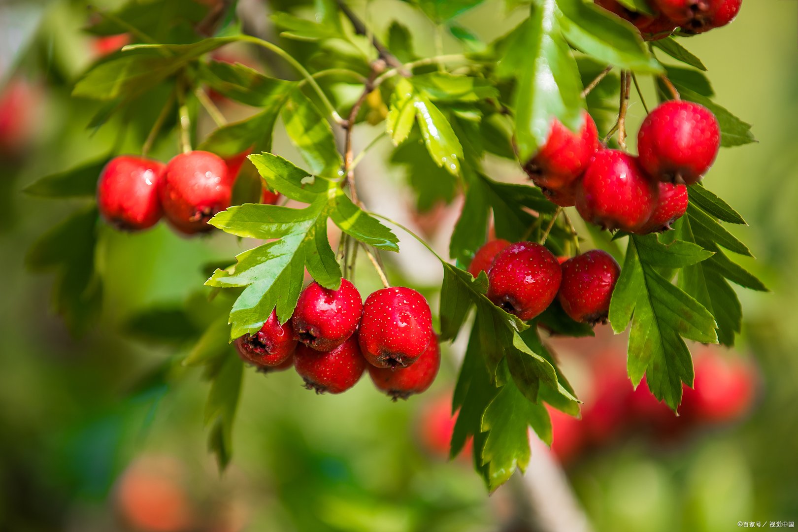 远方的山楂树大结局