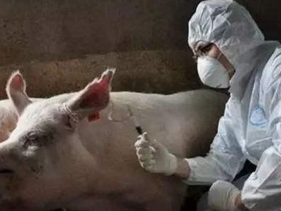 为防控瘟疫，山西洪灾幸存的猪坚强被扑杀，是否有必要这么做？