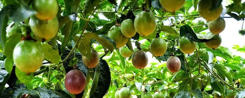 百香果温度几度不结果度