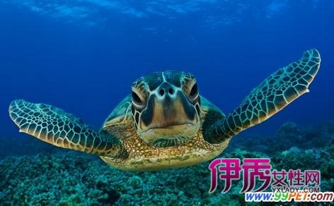 海龟垂钓的成就描述