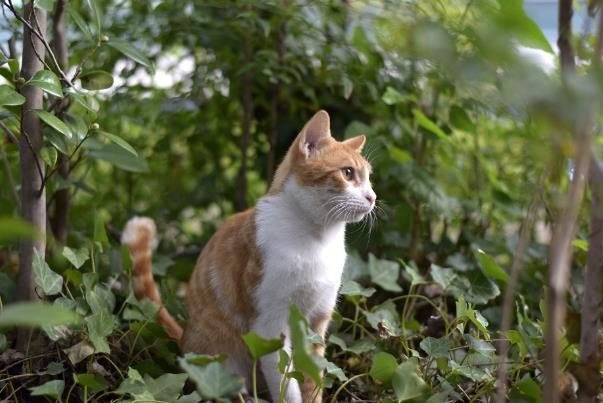 puss是什么意思英语