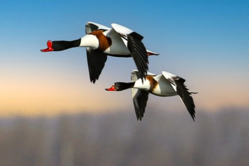 什么是比翼而飞