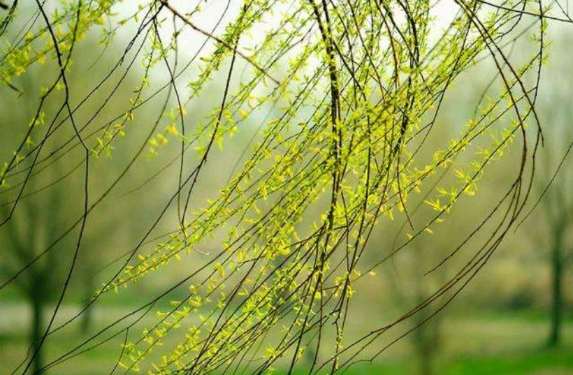 柳树如何传播种子仿写