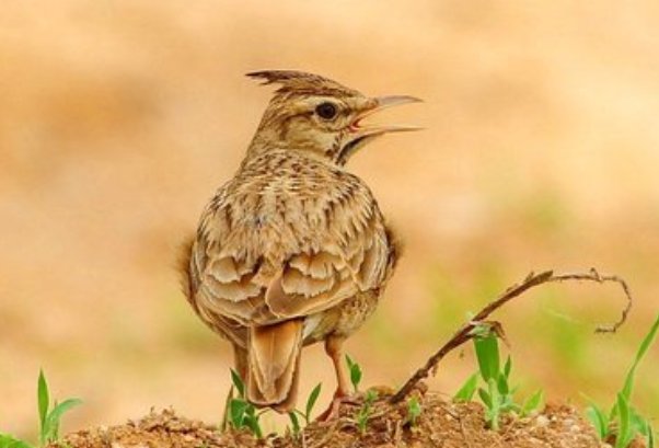 什么鸟叫声最好听